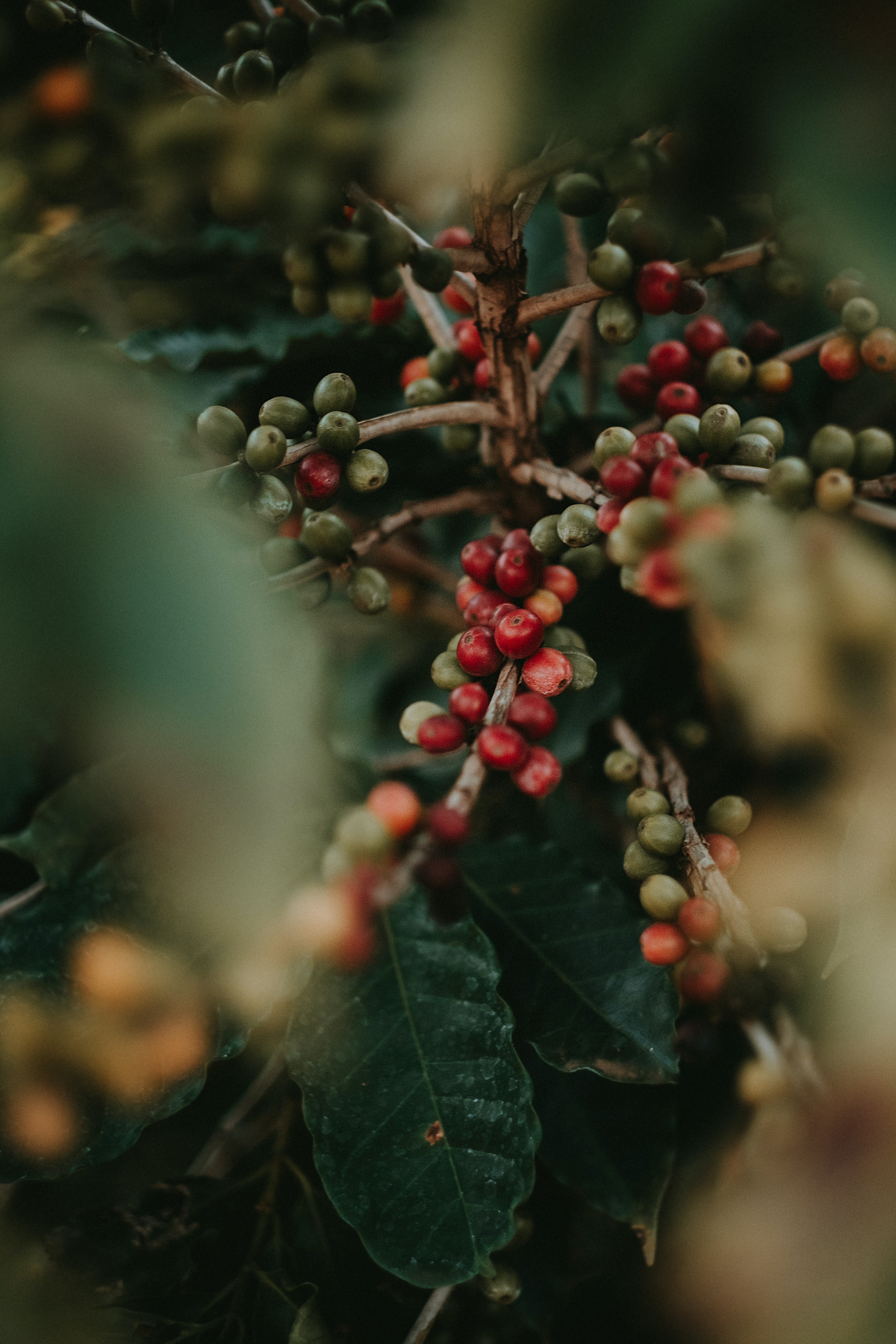 Monsoon Malabar : 100% Arabica