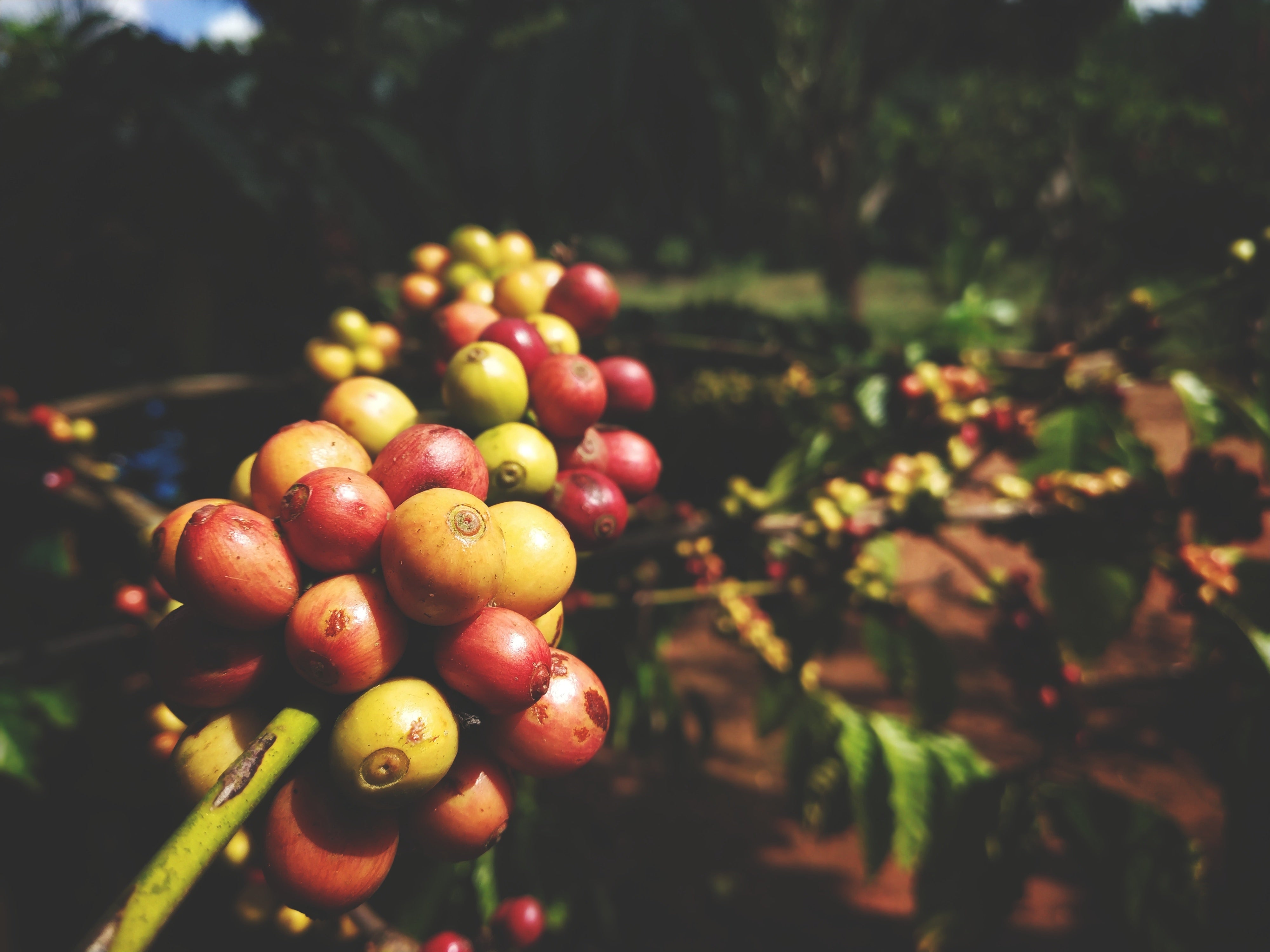 Coorg Naturals : 100% Arabica